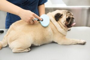 Read more about the article https://petkeen.com/is-a-pug-hypoallergenic/