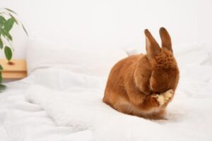 Read more about the article Плачут ли кролики слезами?  Одобренные ветеринаром факты и часто задаваемые вопросы
