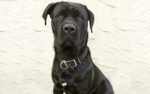 Read more about the article Cane Corso Presa Canario Mix: руководство, фотографии, уход и многое другое