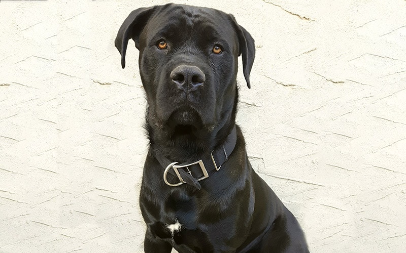 You are currently viewing Cane Corso Presa Canario Mix: руководство, фотографии, уход и многое другое