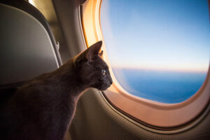 Read more about the article Как успокоить кошку в самолете: 7 эффективных советов