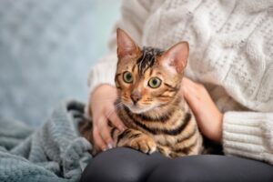 Read more about the article Почему кошки так любят сидеть на коленях?  Факты и часто задаваемые вопросы