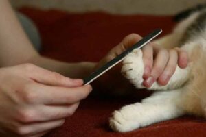 Read more about the article Почему кошки так любят пилочки для ногтей?  8 вероятных причин