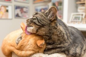 Read more about the article Почему кошкам нравится ушная сера?  5 основных причин
