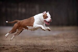 Read more about the article Как высоко могут прыгать питбули?  Советы по предотвращению прыжков собак через заборы