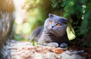 Read more about the article Скоттиш-фолд-микс британской короткошерстной кошки: фото, рекомендации по уходу, темперамент и черты характера