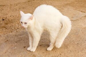 Read more about the article Какой породы Smudge the Cat?  Интернет известные кошки