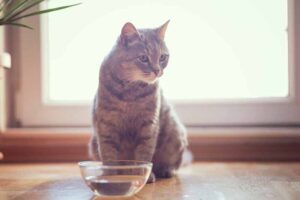 Read more about the article Почему моя кошка не пьет воду?  4 вероятные причины