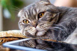 Read more about the article Более 200 имен шотландских вислоухих кошек: забавные и уникальные варианты для вашего котенка