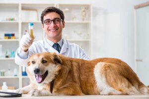 Read more about the article Как получить образец мочи у собаки: 7 проверенных ветеринарами советов и хитростей