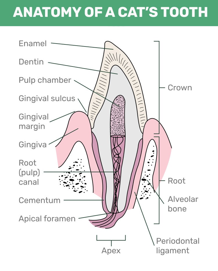 Анатомия кошачьего зуба