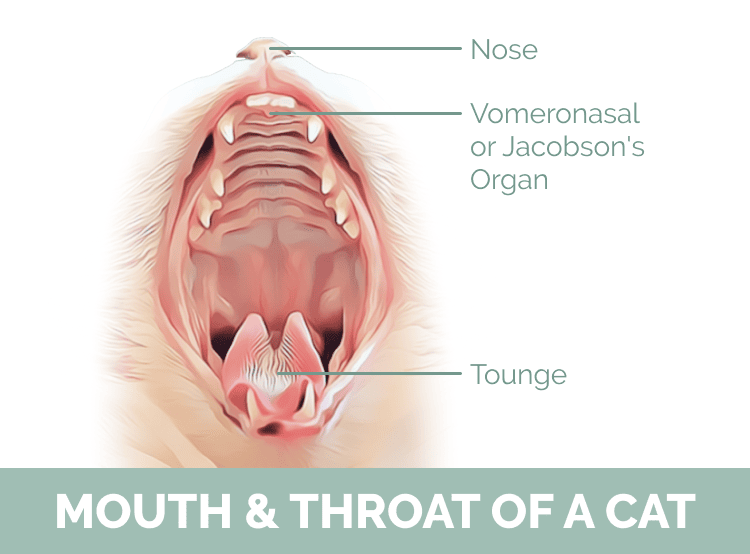 Кошачий рот и горло