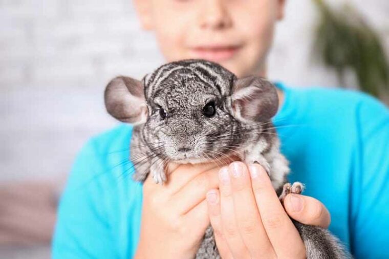 мальчик держит шиншиллу