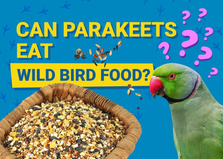 PetKeen_Can Parakeet Eat_корм для диких птиц