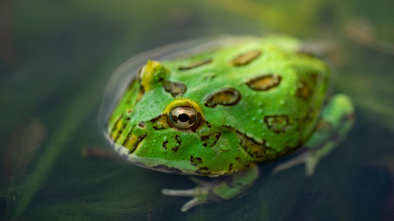 Ceratophrys Canwelli или лягушка Пакмана