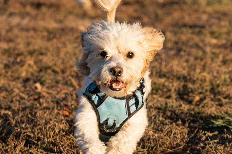 Cavapoo собака бегает на улице