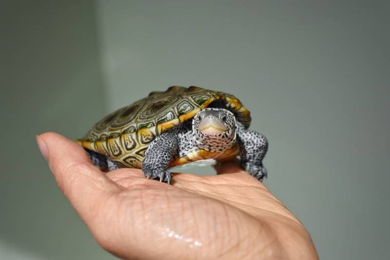 черепаха diamondback terrapin