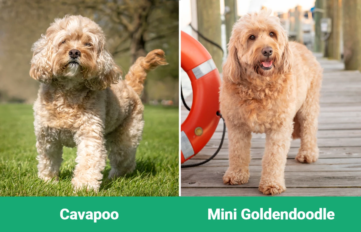 Cavapoo против Mini Goldendoodle — визуальные различия