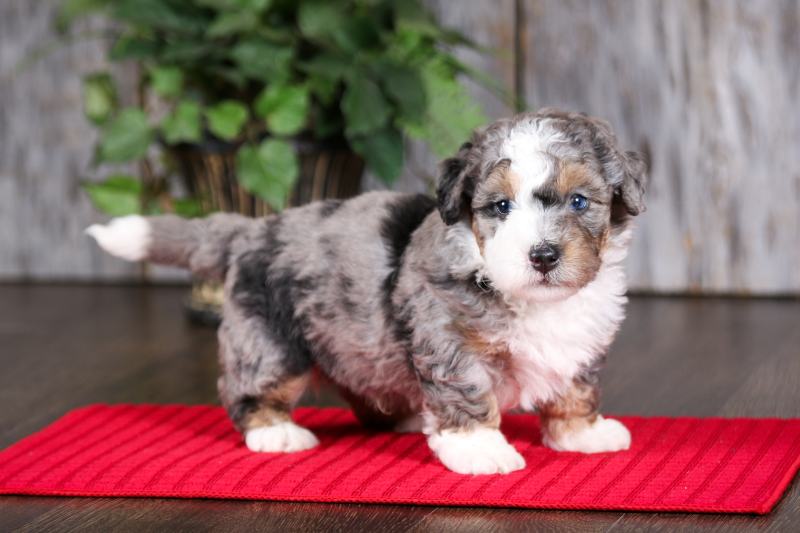 Щенок Blue Merle F2 Mini Bernedoodle смотрит в камеру