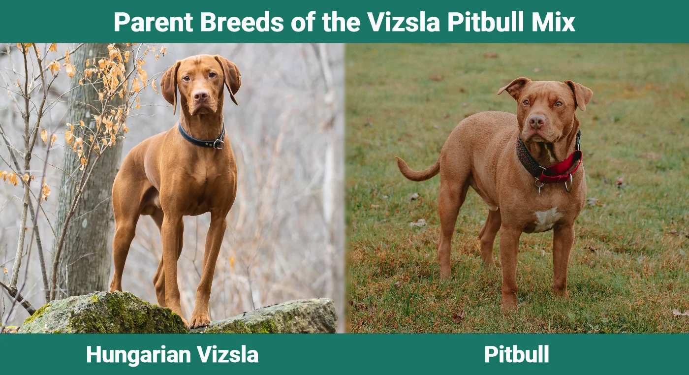 Родительские породы Vizsla Pitbull Mix