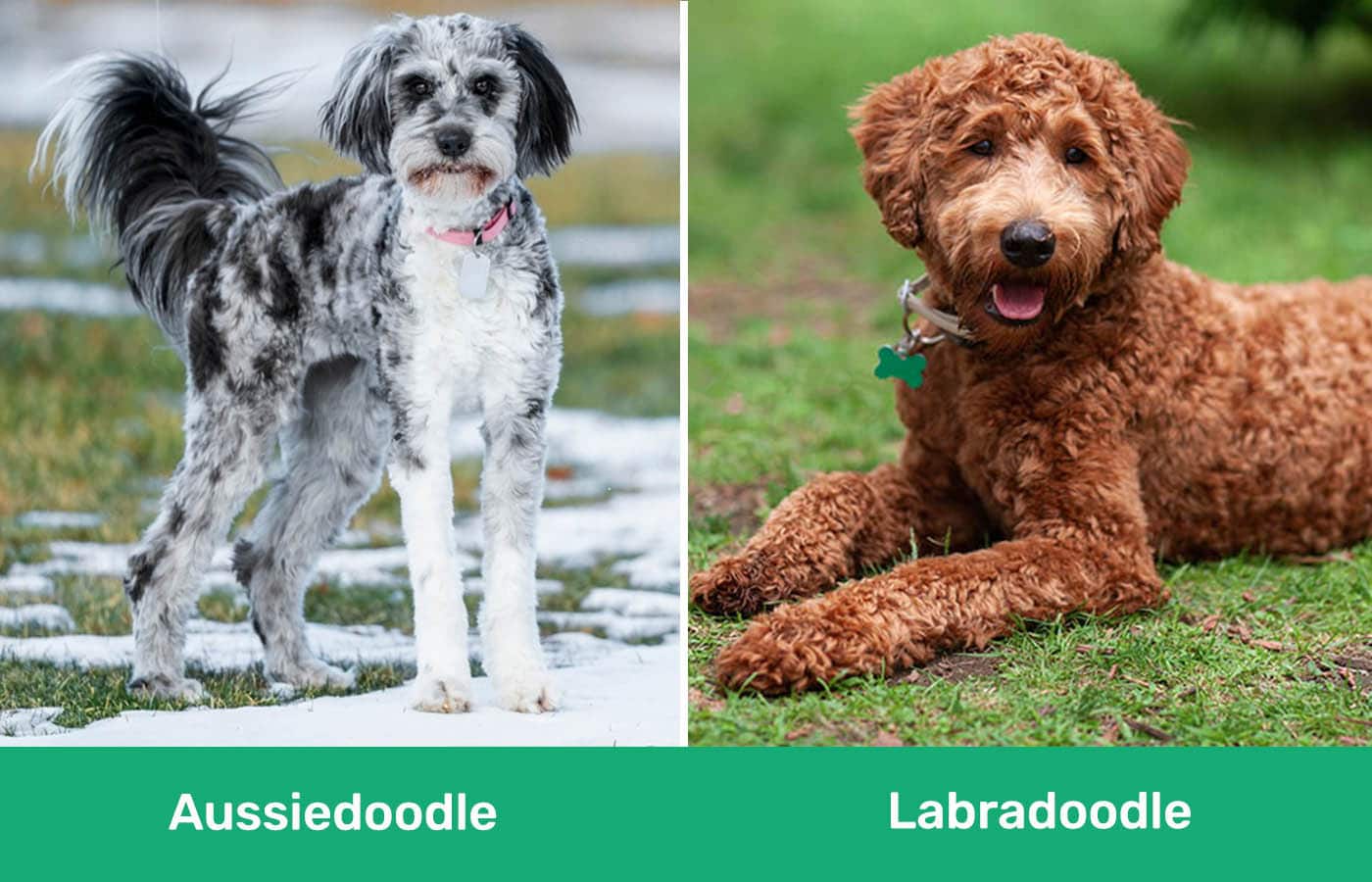 Aussiedoodle против Labradoodle бок о бок