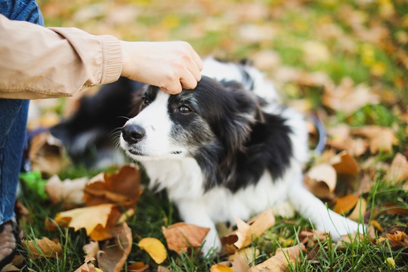 Read more about the article Могут ли собаки учуять болезнь? Интересные факты