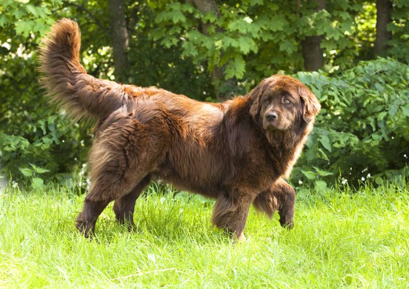 Read more about the article Насколько агрессивны собаки породы ньюфаундленд? Факты и советы по уходу