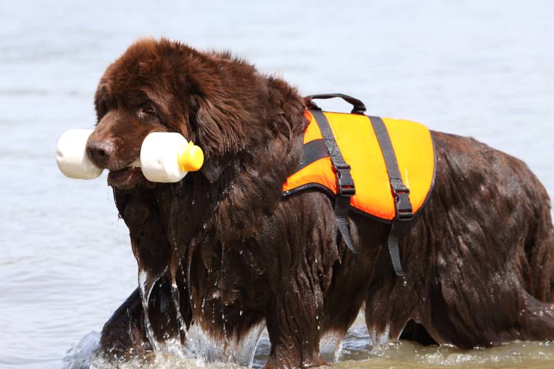 Read more about the article Что такое собаки-спасатели на воде?  Назначение, типы и часто задаваемые вопросы