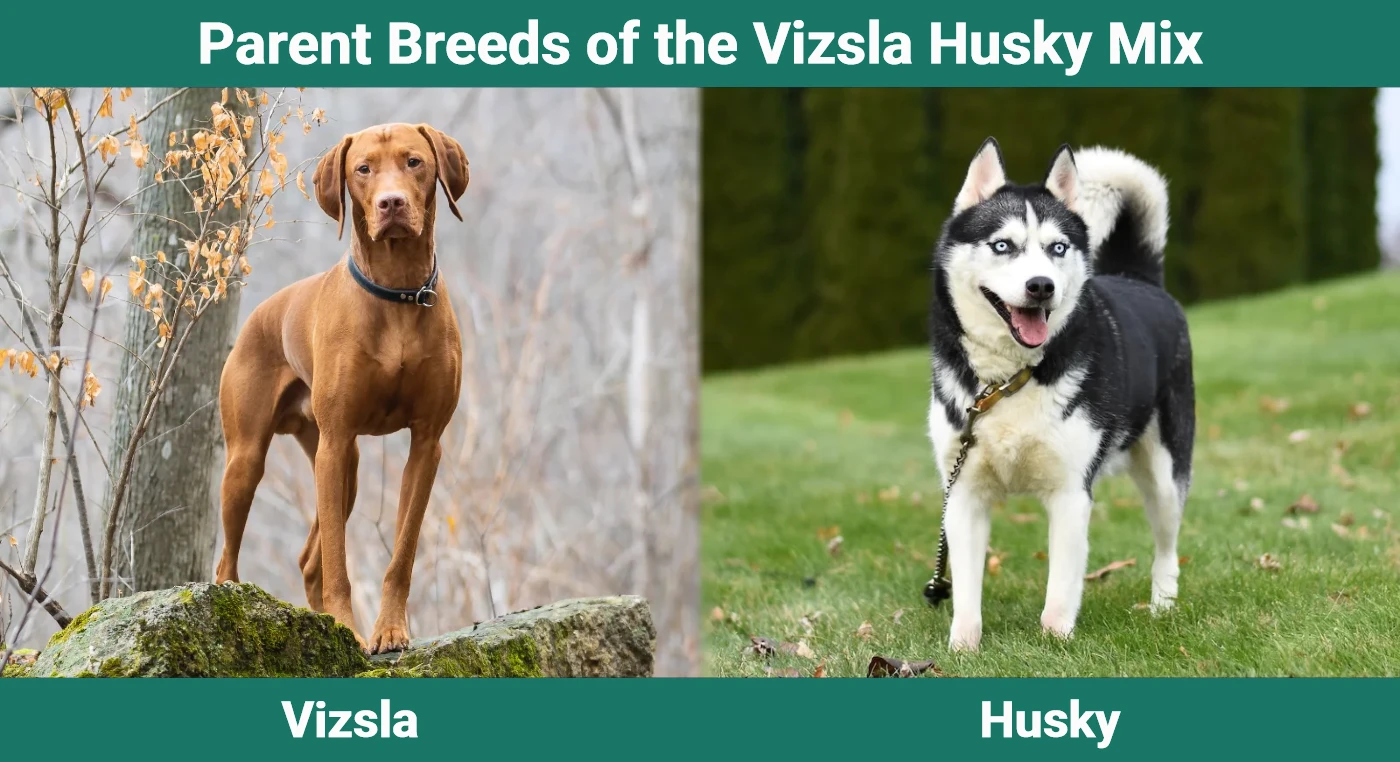 Родительские породы Vizsla Husky Mix