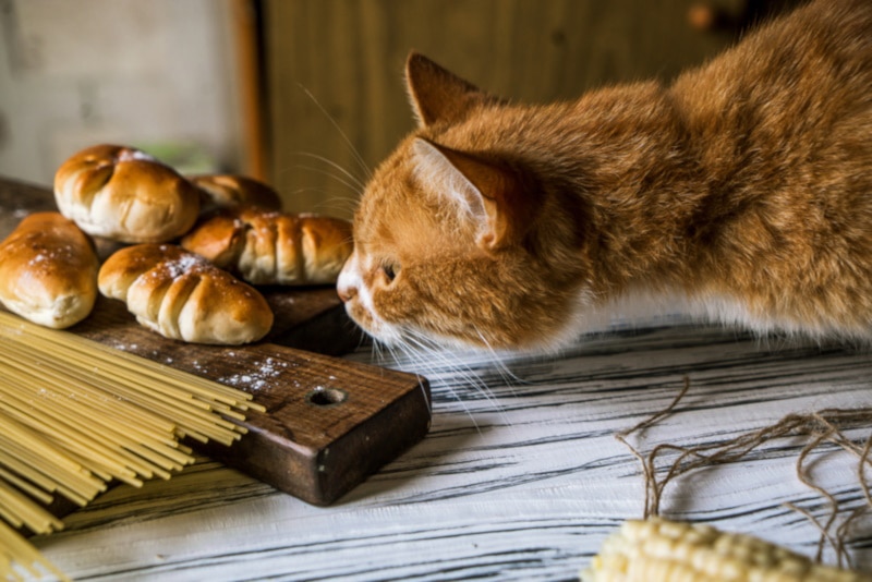 Кот нюхает сырую пасту на столе