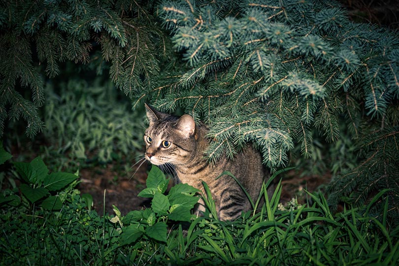 кот охотится ночью из кустов на добычу