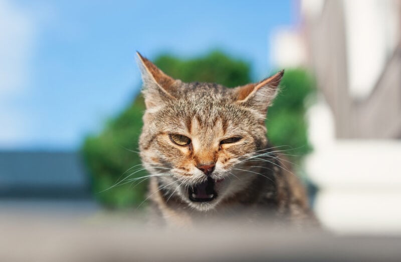 Подмигивающий коричневый кот на улице в яркий солнечный день