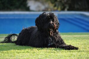 Read more about the article Сколько стоит португальская водяная собака? (Справочник цен на 2023 год)