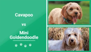 Read more about the article Cavapoo против Mini Goldendoodle: объяснение различий (с иллюстрациями)