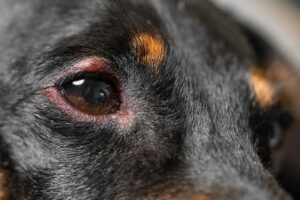 Read more about the article Шишки на глазу у моей собаки: признаки, причины и уход (ответ ветеринара)