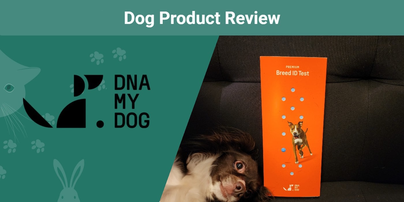 You are currently viewing Обзор теста DNA My Dog Breed ID Test 2023: Хорошая ли это цена?