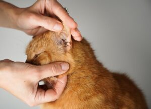 Read more about the article Ушные инфекции у кошек: признаки, причины и варианты лечения (ответ ветеринара)