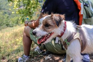 Read more about the article 10 важных советов для походов с маленькими собаками и что взять с собой