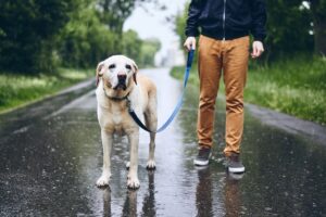 Read more about the article Как выгуливать собаку под дождем — 10 советов и рекомендаций