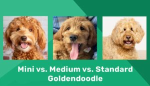 Read more about the article Какой размер Goldendoodle у меня есть?  Мини против среднего против стандартного