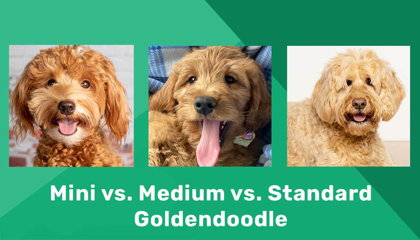 You are currently viewing Какой размер Goldendoodle у меня есть?  Мини против среднего против стандартного