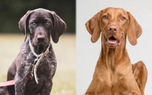 Read more about the article GSP Vizsla Mix: руководство по уходу, фотографии, темперамент и многое другое