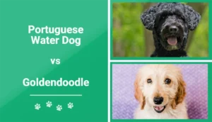 Read more about the article Португальская водяная собака против Goldendoodle: ключевые отличия (с иллюстрациями)