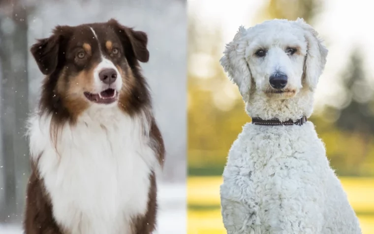 Родительские породы Red Merle Aussiedoodle