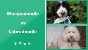 Read more about the article Sheepadoodle против Labradoodle: ключевые отличия (с иллюстрациями)