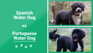 Read more about the article Испанская водяная собака и португальская водяная собака: Различия объяснены (с фотографиями)