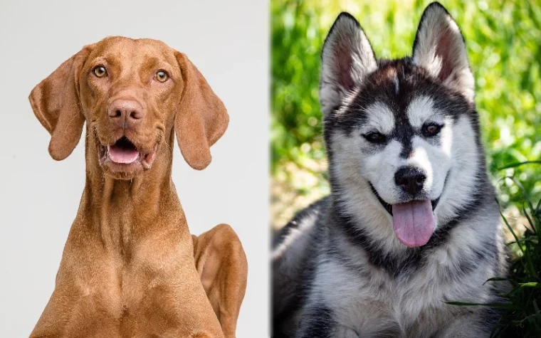 Родительские породы Vizsla Husky Mix - Избранное изображение