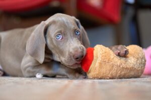 Read more about the article Почему My Weimaraner Nook?  Что это такое, причины и решения