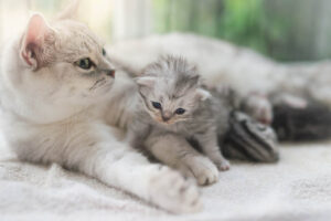 Read more about the article Как мать-кошка наказывает своих котят?  4 разных способа