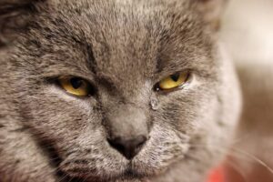 Read more about the article Плачут ли кошки слезами, как люди?  Факты и часто задаваемые вопросы, проверенные ветеринаром